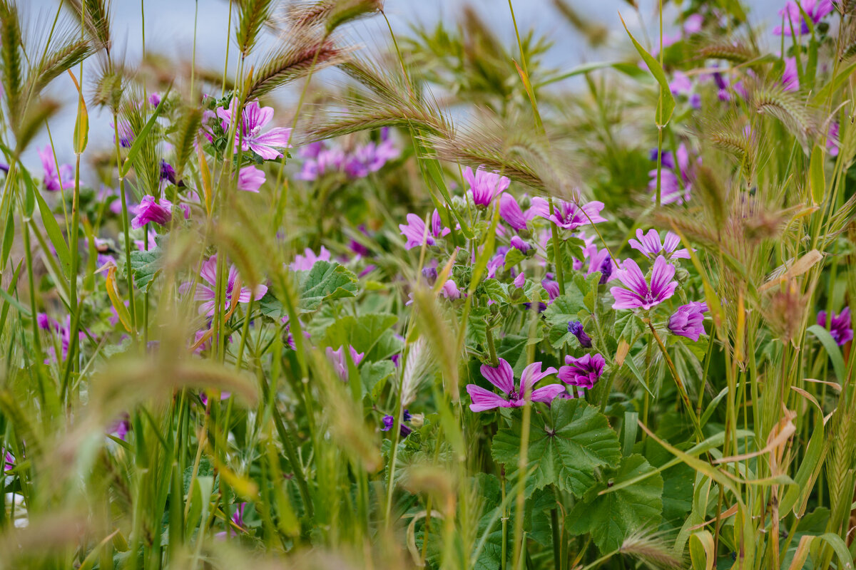Крым. Гурзуф. Май 2025 - Вячеслав Владимирович Крым. Гурзуф. Май 2025 - Вячеслав Владимирович