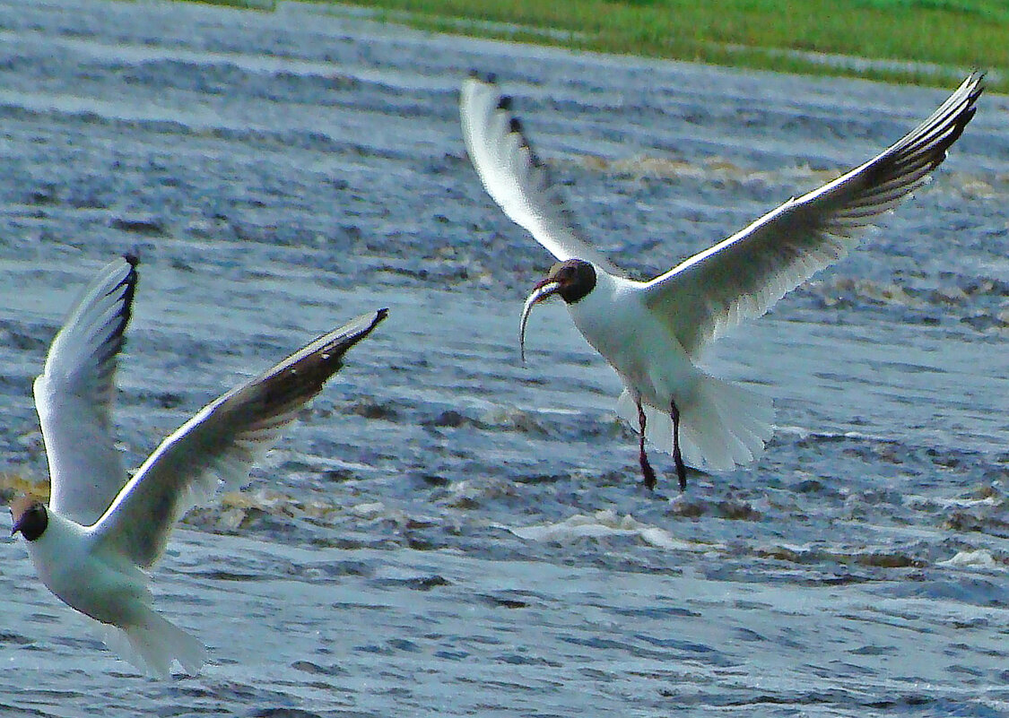 озерные чайки - gawrilа - dan