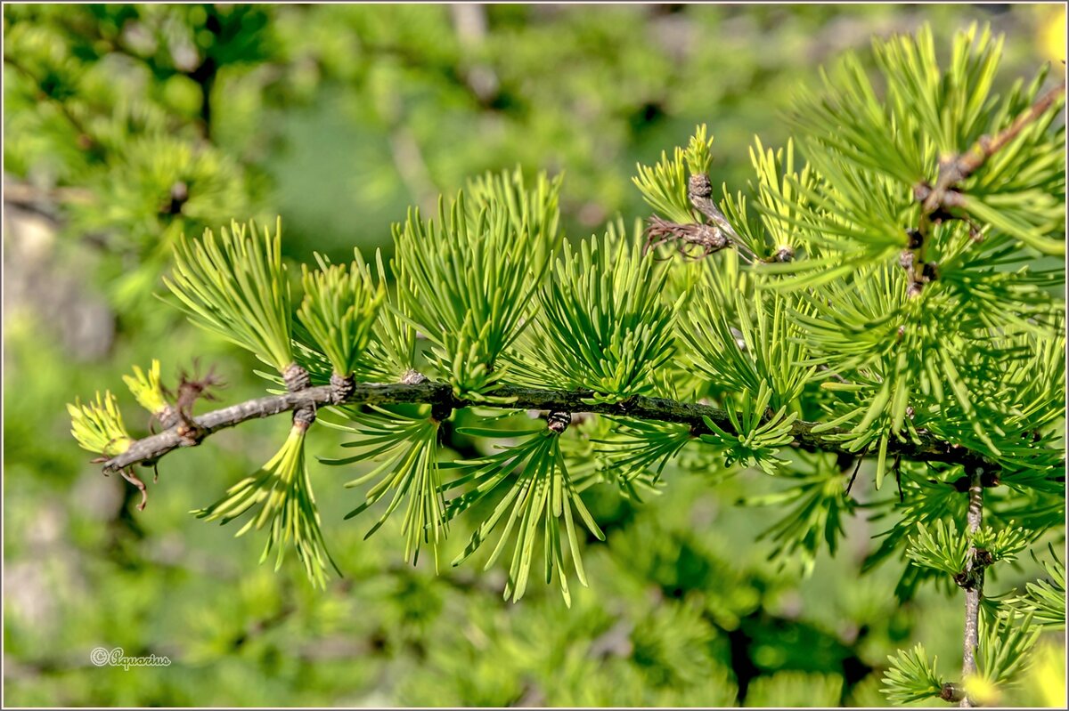 Лиственница погожим днём... - Aquarius - Сергей Лиственница погожим днём... - Aquarius - Сергей