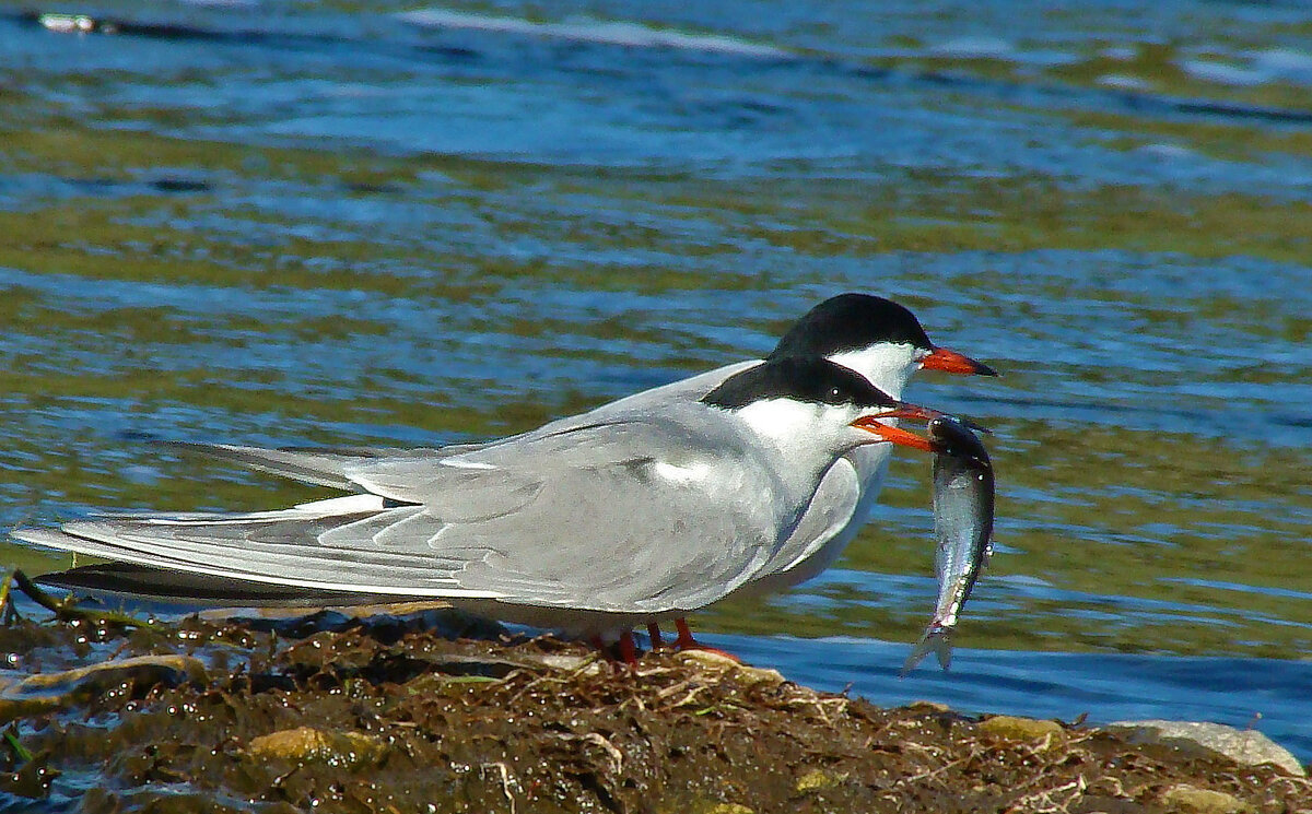 речные крачки - gawrilа - dan