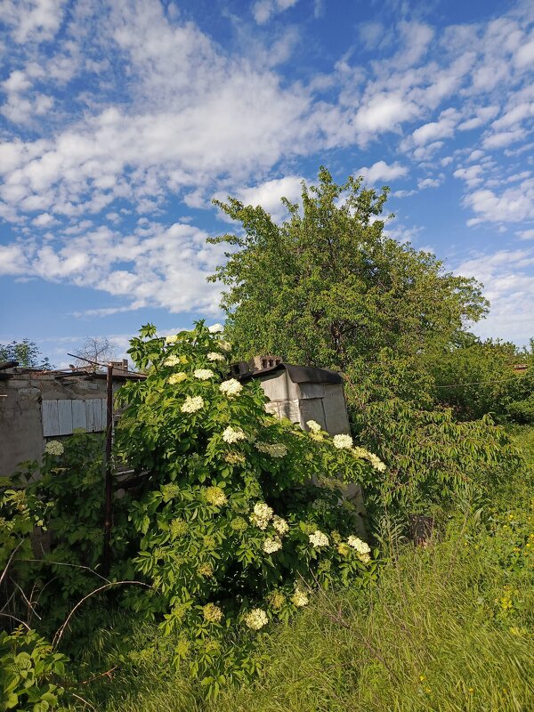 Бузина цветет - Татьяна Пальчикова