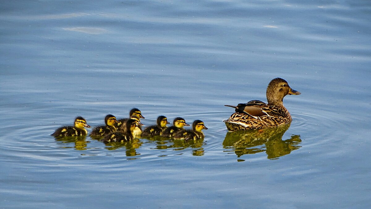 Кряква с выводком - Милешкин Владимир Алексеевич Кряква с выводком - Милешкин Владимир Алексеевич