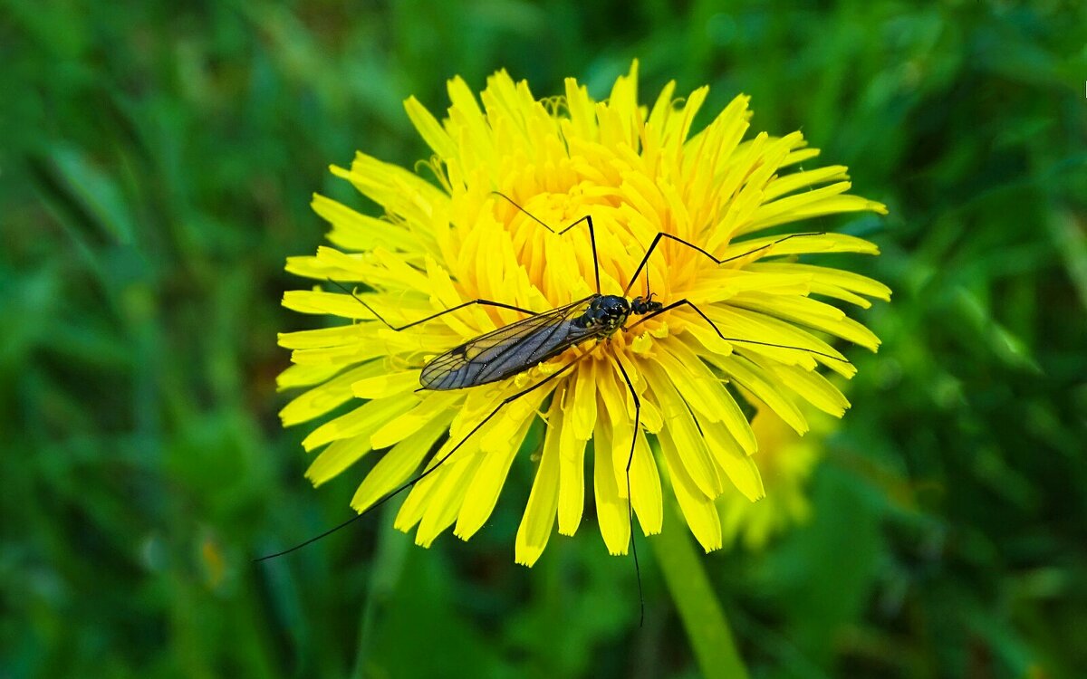 Комар - длинноножка - Милешкин Владимир Алексеевич Комар - длинноножка - Милешкин Владимир Алексеевич