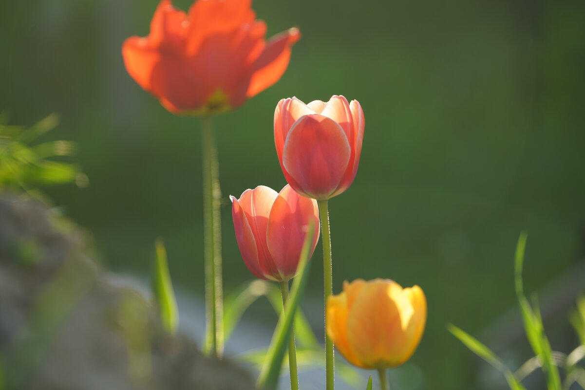 *** - Иван Литвинов *** - Иван Литвинов