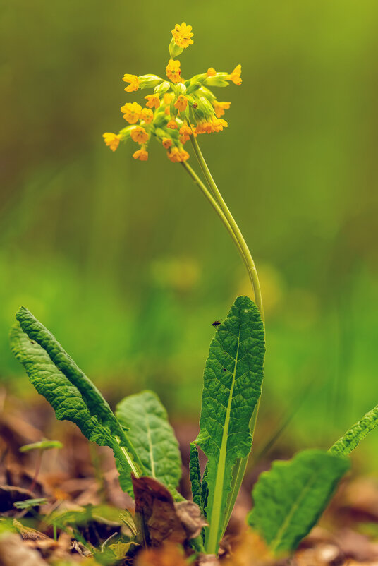 примула - Виталий Емельянов
