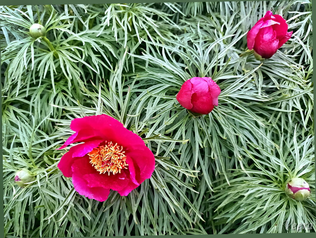 Пион тонколистный - Veera V