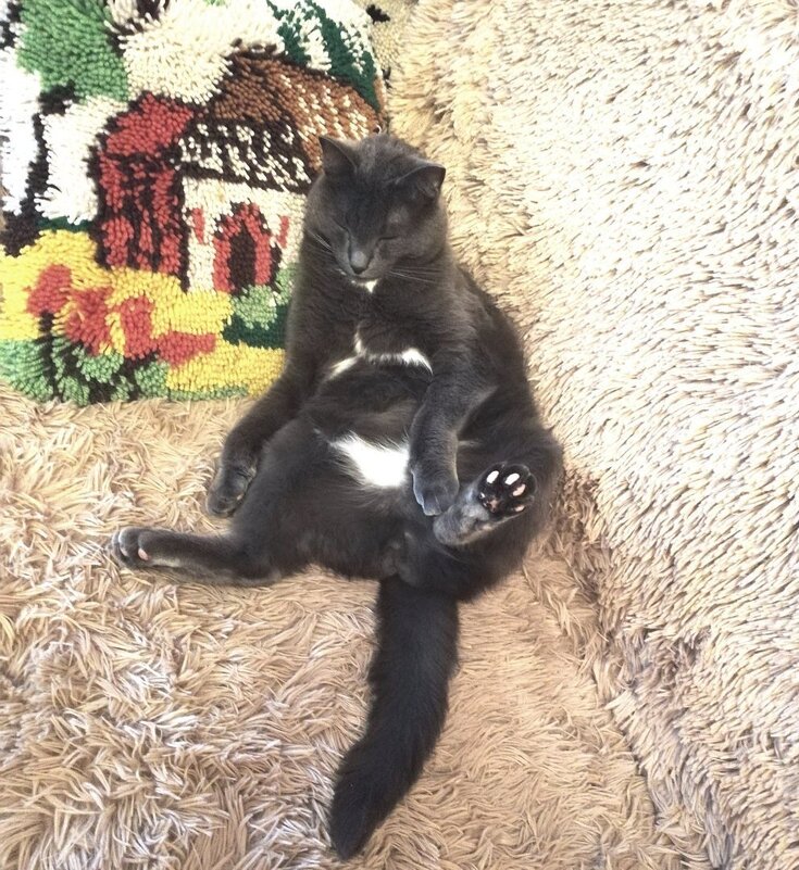 Спящий Басик. - Ольга Довженко Спящий Басик. - Ольга Довженко