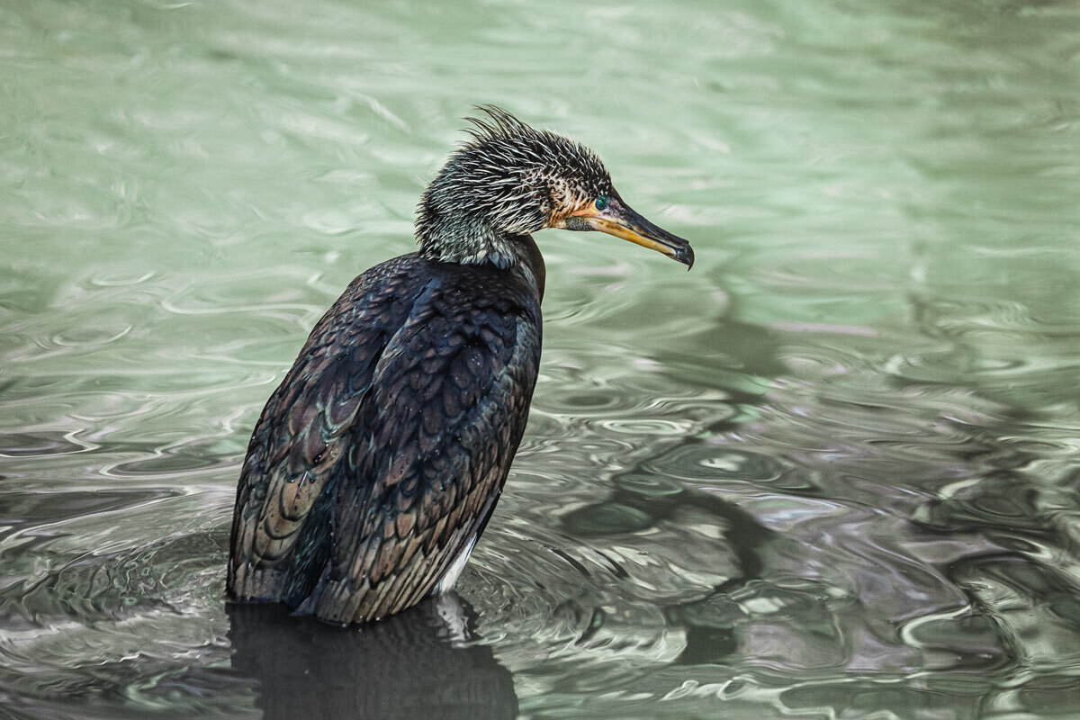 Баклан - SanSan 