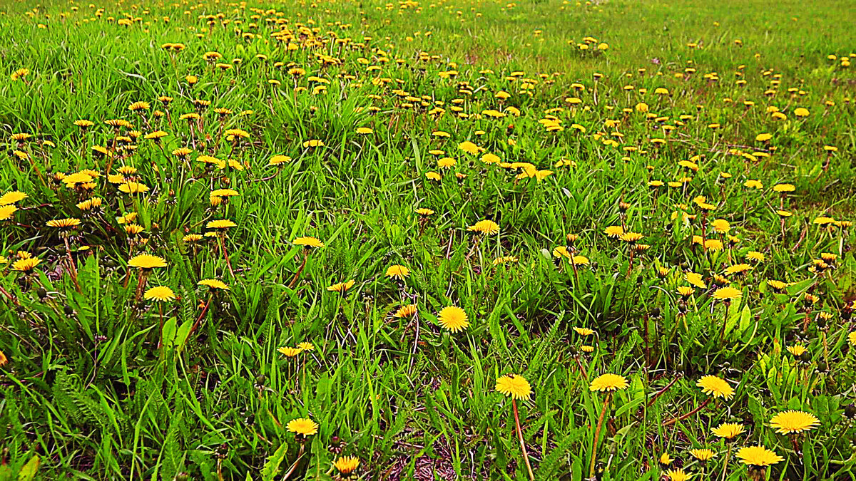 Май...Одуванчиковая полянка в парке! - Владимир 