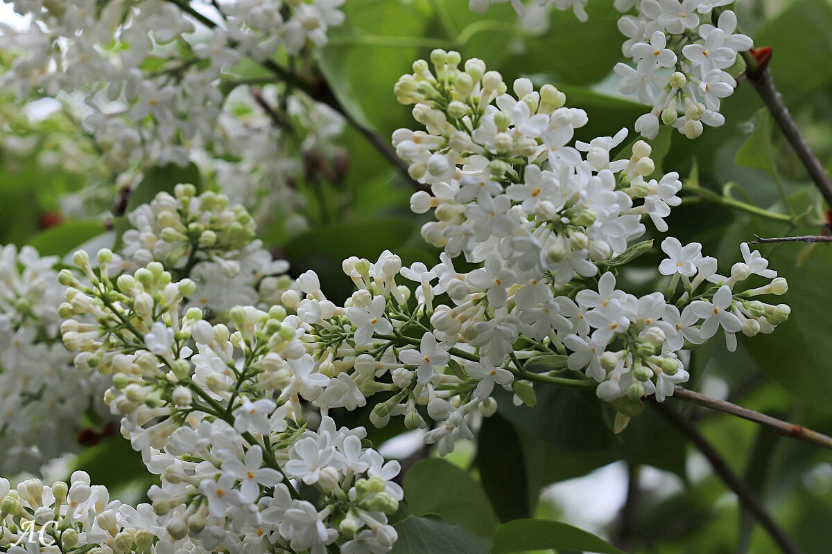Белая сирень - Любовь Сахарова Белая сирень - Любовь Сахарова