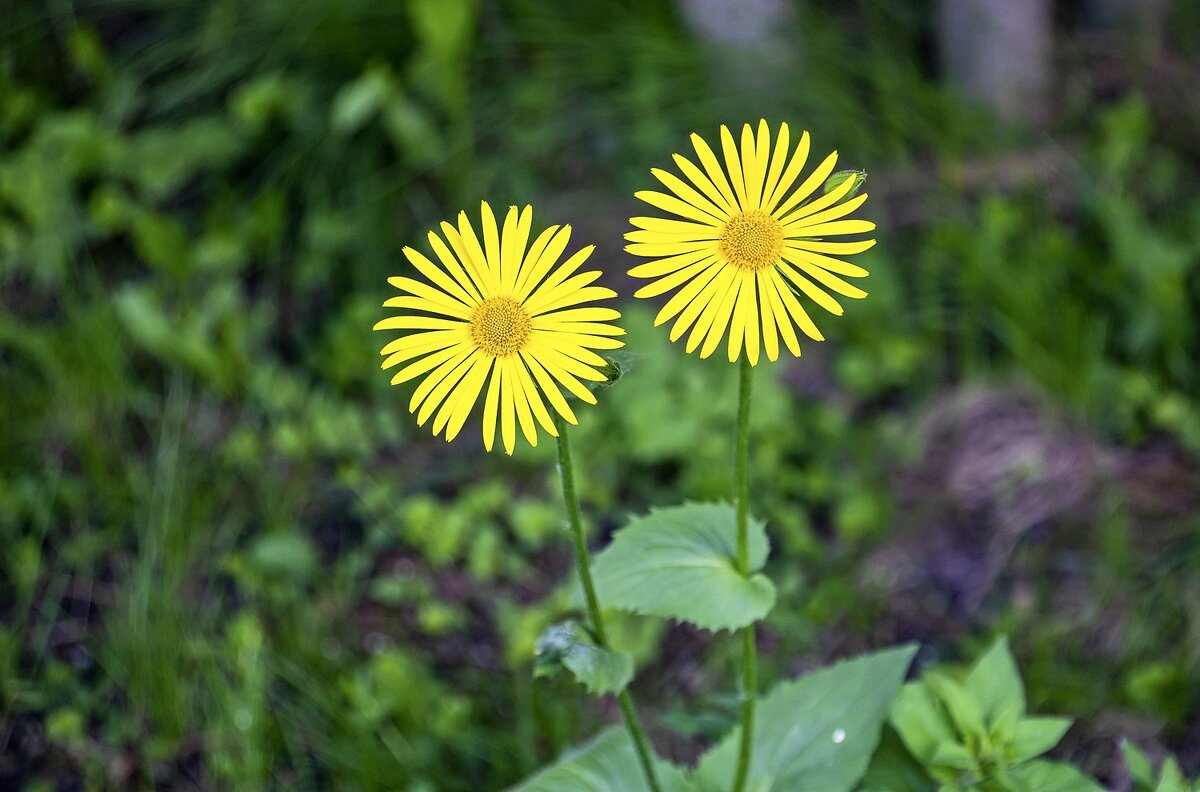 Дороникум - Валерий Иванович Дороникум - Валерий Иванович