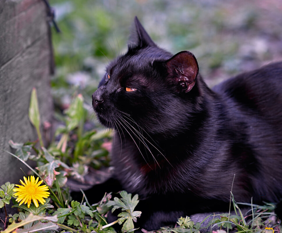 Уголёчек  в тенёчке болдеет ... - Евгений Хвальчев
