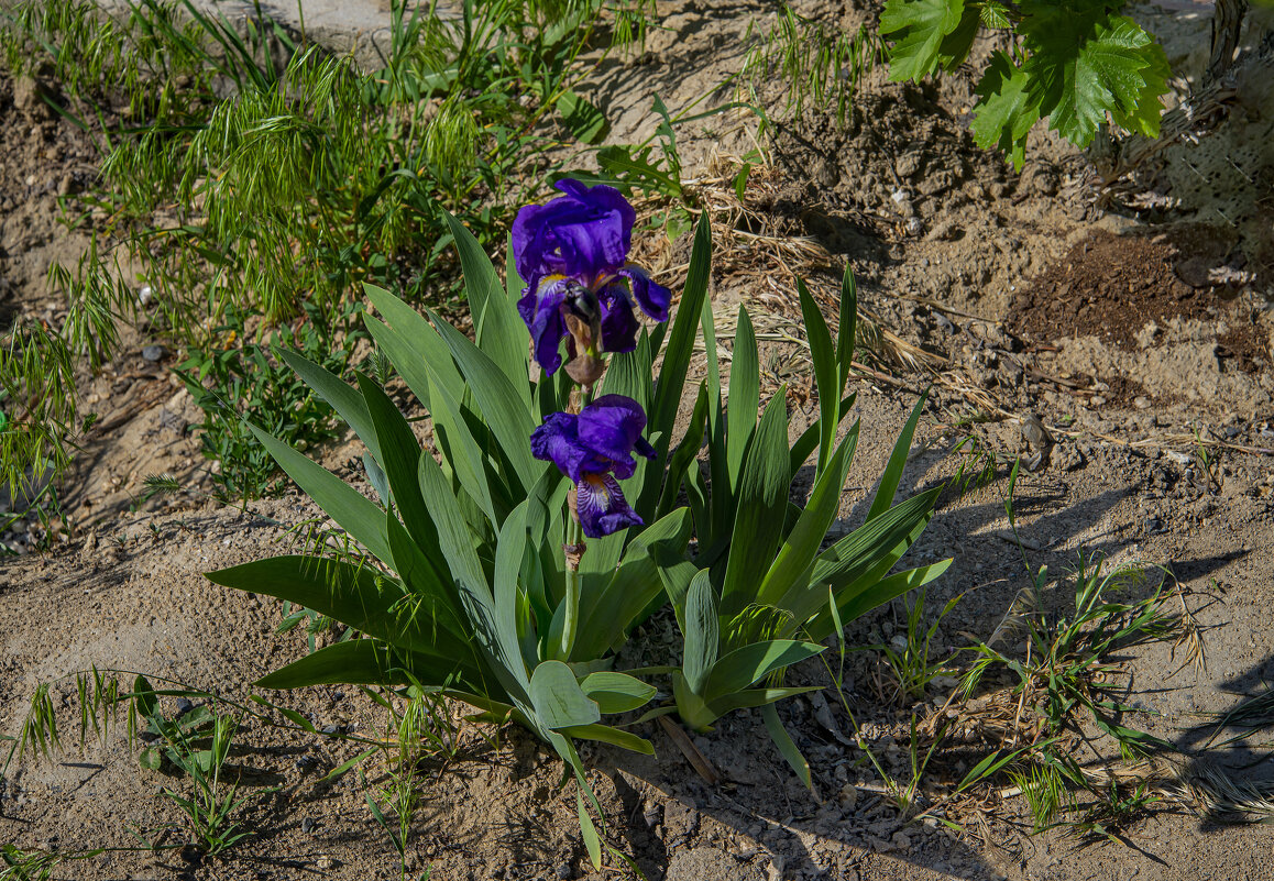 Ирис - Анатолий Чикчирный