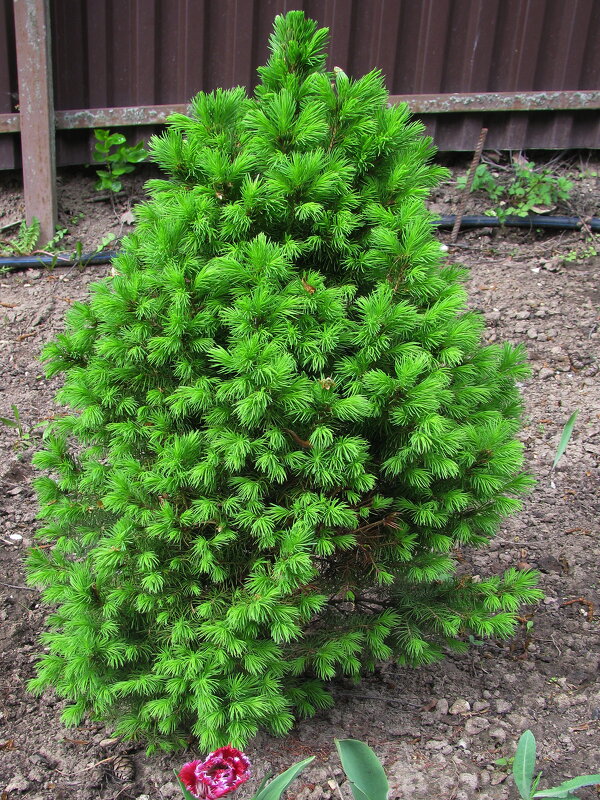 Декоративная ёлочка - Людмила Смородинская