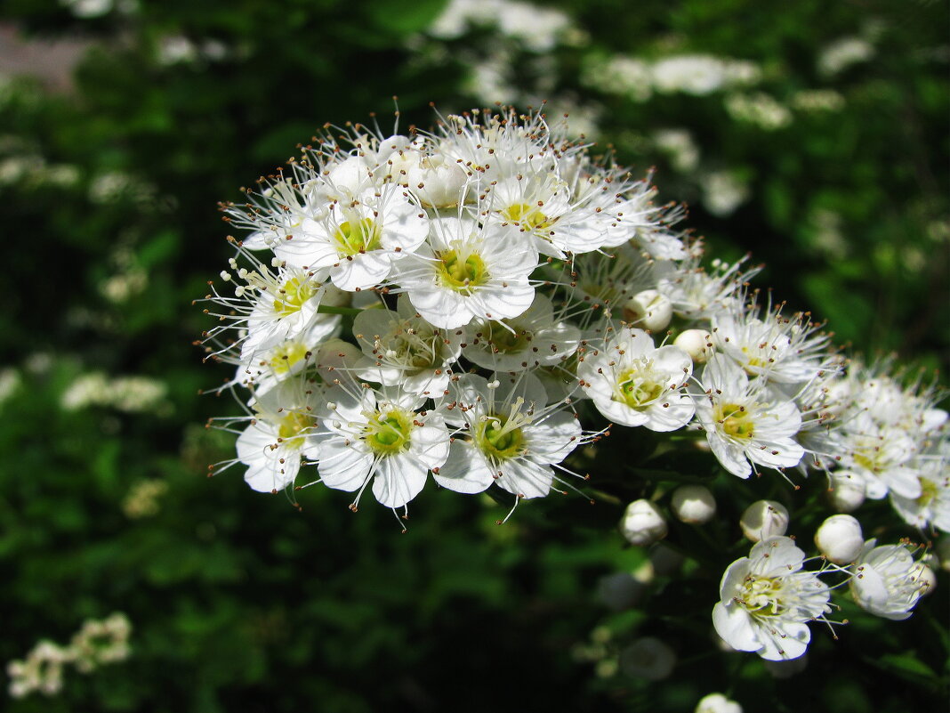 Спирея цветёт - Людмила Смородинская