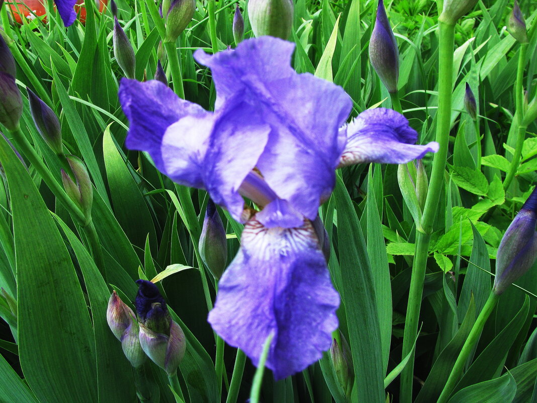 Нежный красавчик - Людмила Смородинская Нежный красавчик - Людмила Смородинская