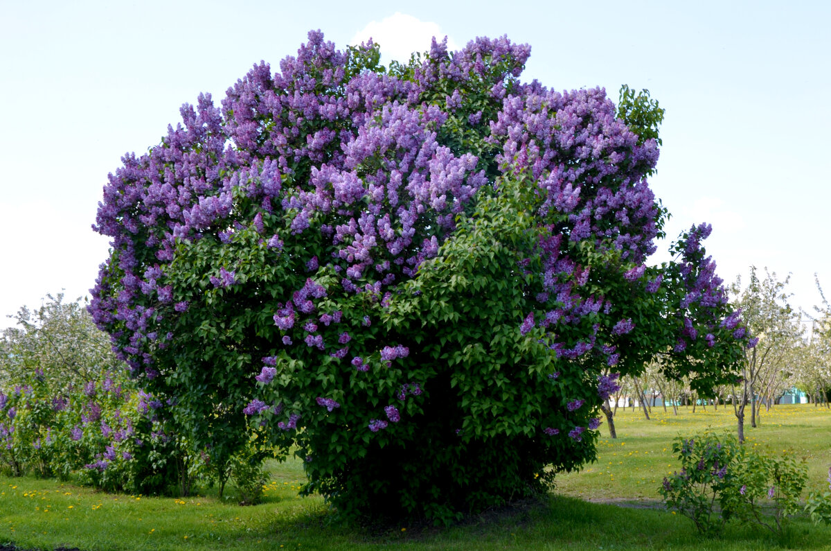 Москва. Парк Коломенское. - Наташа ***** Москва. Парк Коломенское. - Наташа *****
