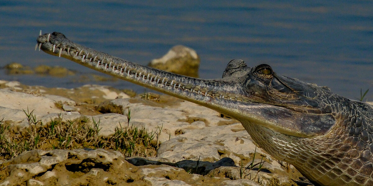 Гавиальский крокодил - Георгий А Гавиальский крокодил - Георгий А