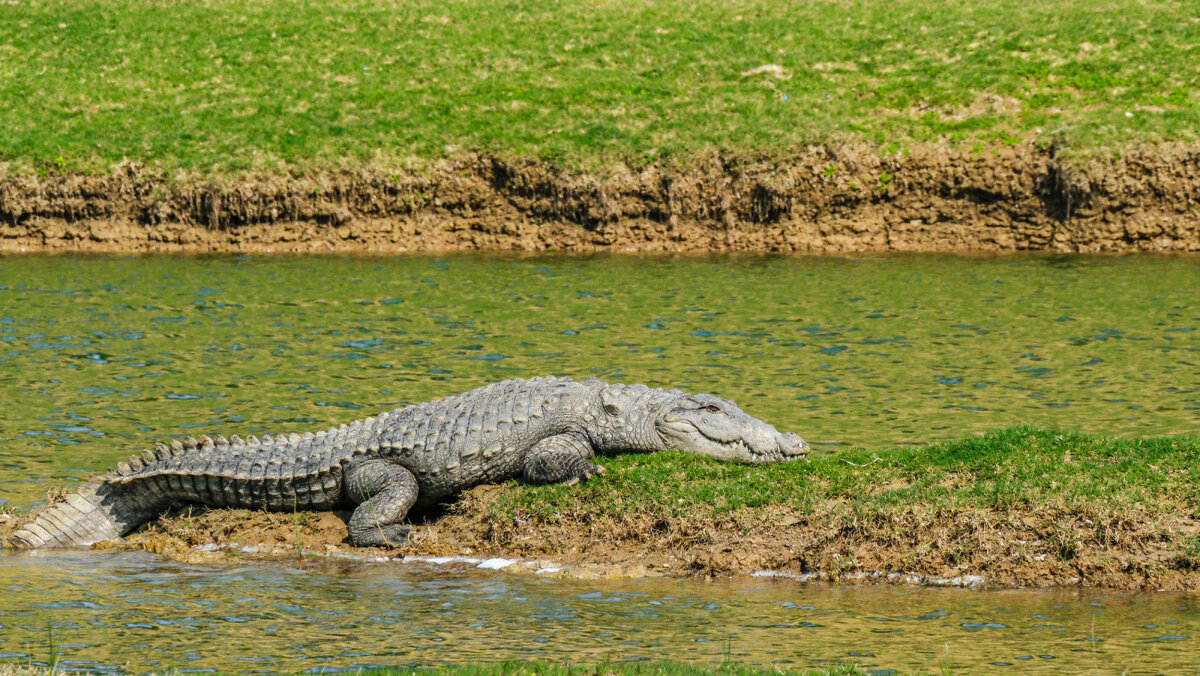 Обычный крокодил - Георгий А Обычный крокодил - Георгий А