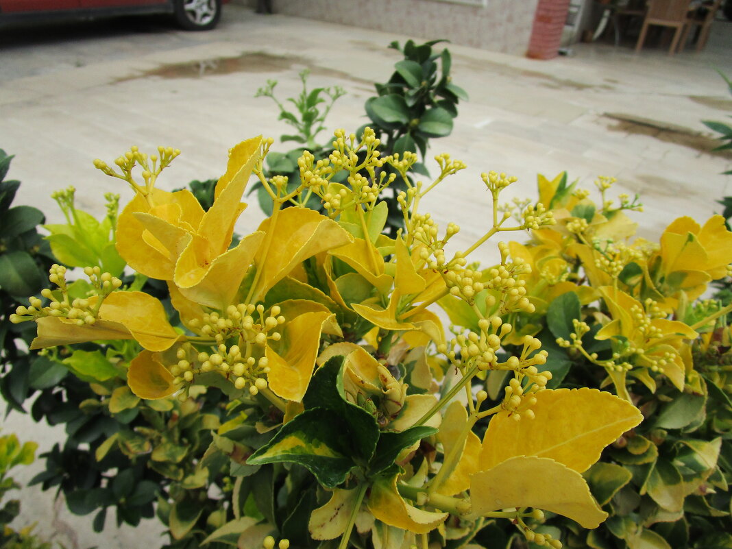 Мармарис июнь Турция - Елена Шаламова Мармарис июнь Турция - Елена Шаламова