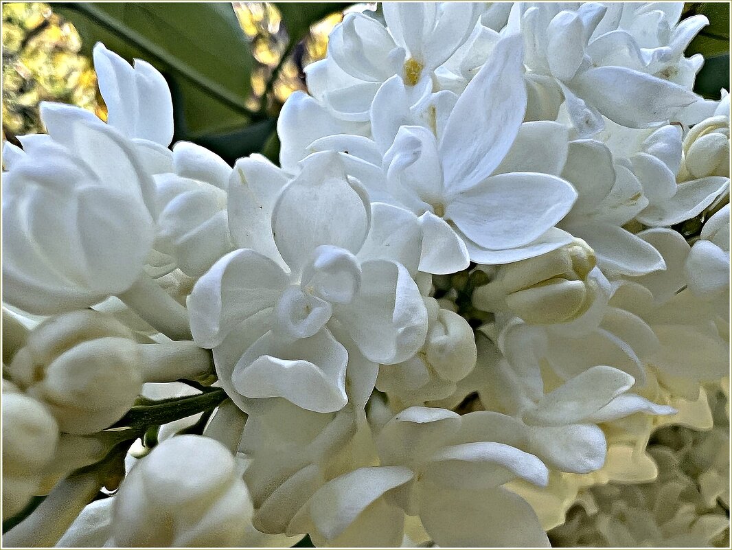 Белая сирень. - Валерия Комова Белая сирень. - Валерия Комова