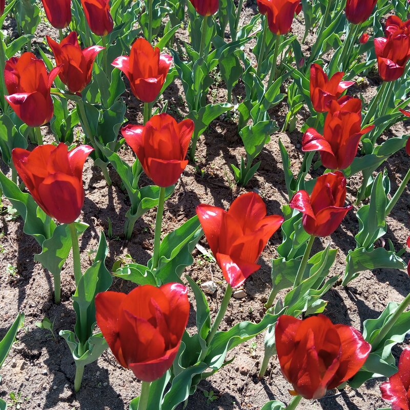 Тюльпаны - Елена Семигина