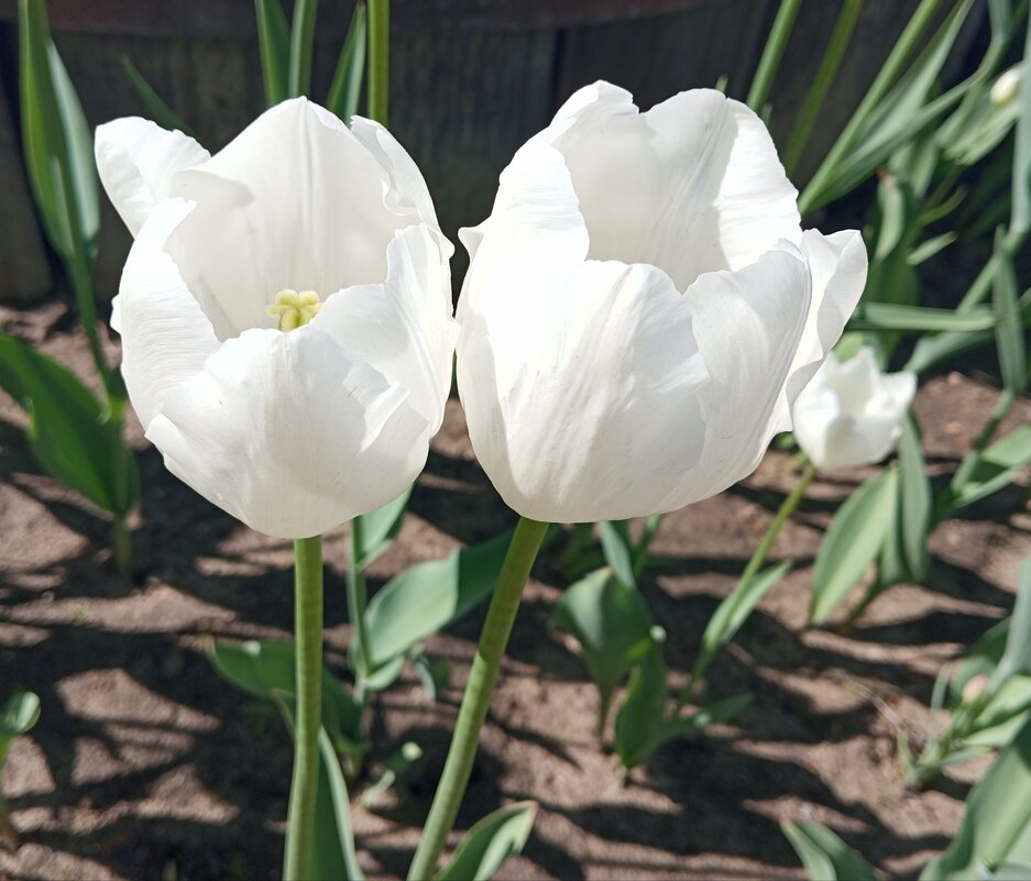 Двое - Елена Семигина Двое - Елена Семигина