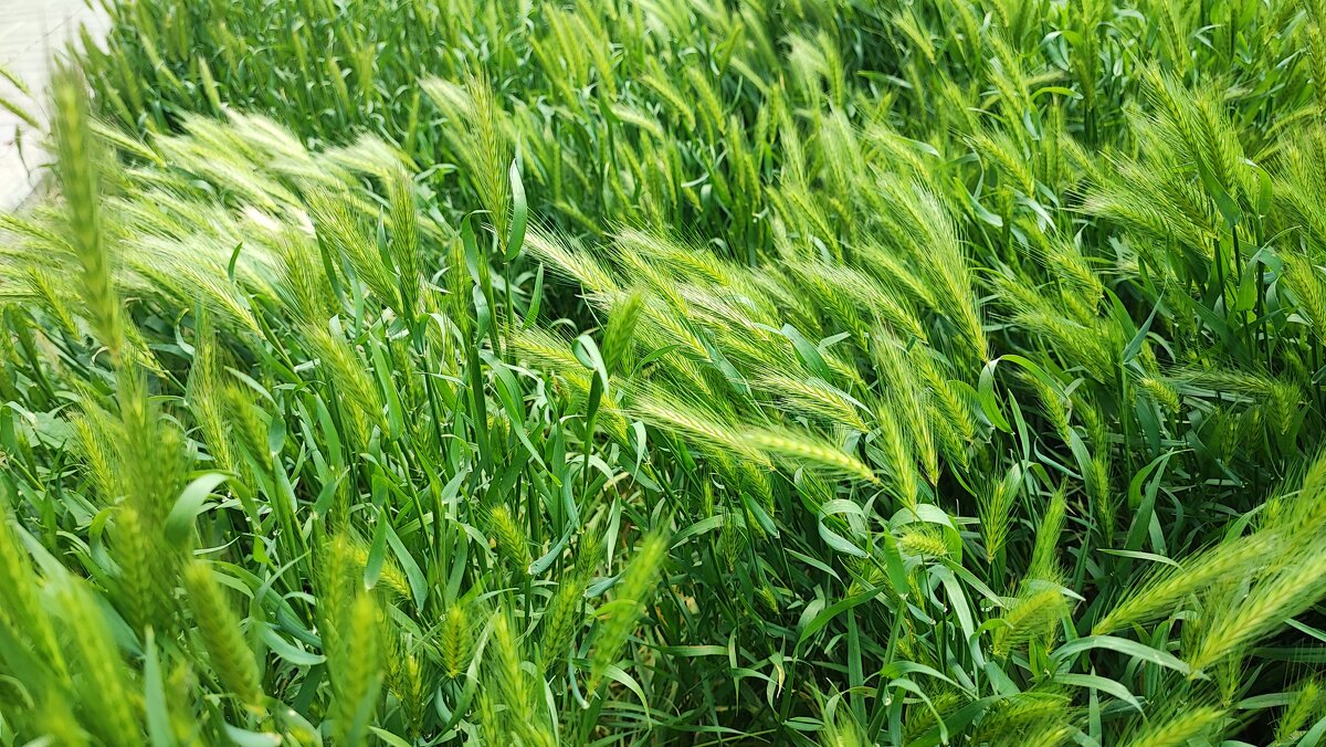 Гордеум муриновый - Сергей Тимоновский Гордеум муриновый - Сергей Тимоновский