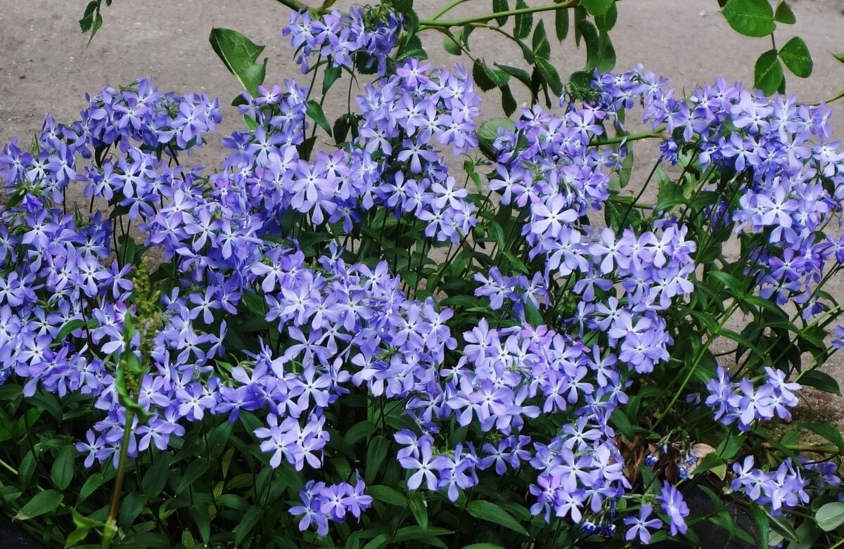 Флокс растопыренный - Рита Симонова