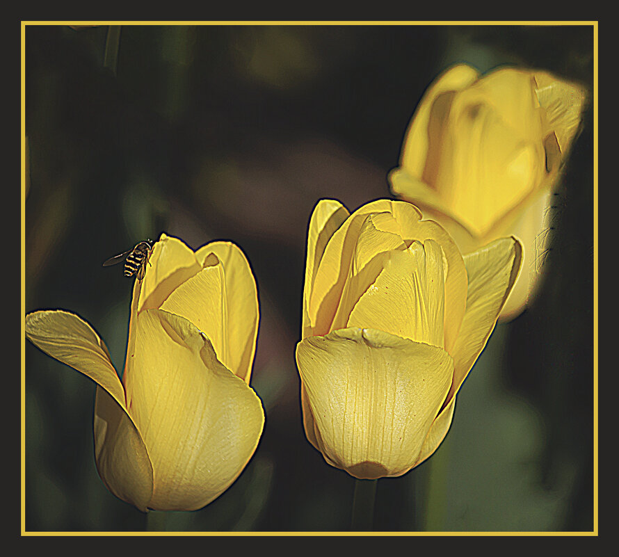 Тюльпанчики с осой - Владимир Кроливец Тюльпанчики с осой - Владимир Кроливец