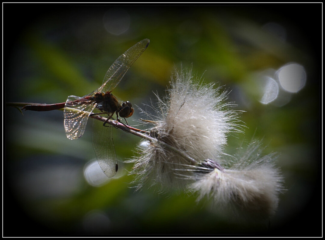 Отцвели.... - Aleksandr Gal Отцвели.... - Aleksandr Gal