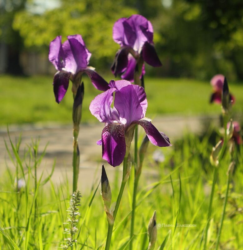 Ирис фиолетовый обыкновенный - Pavel Blashkin