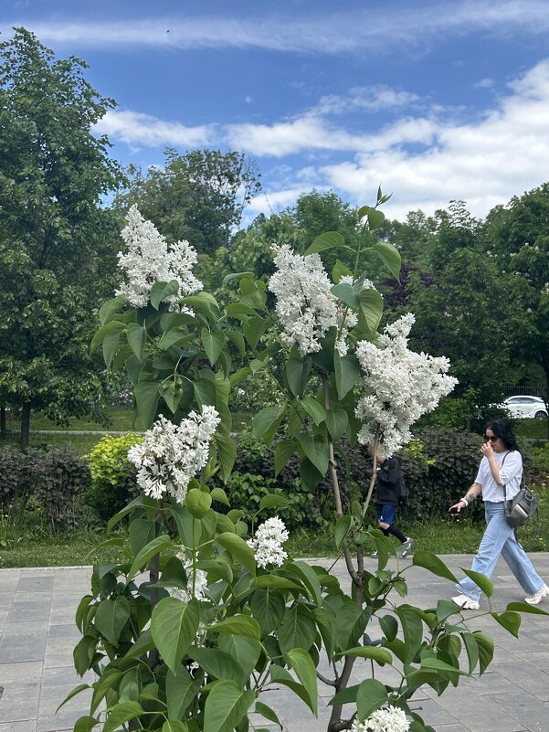 Белая сирень - Oleg4618 Шутченко