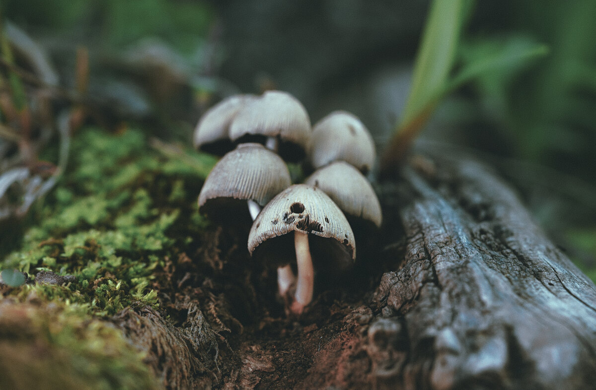 Грибы - Эдуард Куклин Грибы - Эдуард Куклин