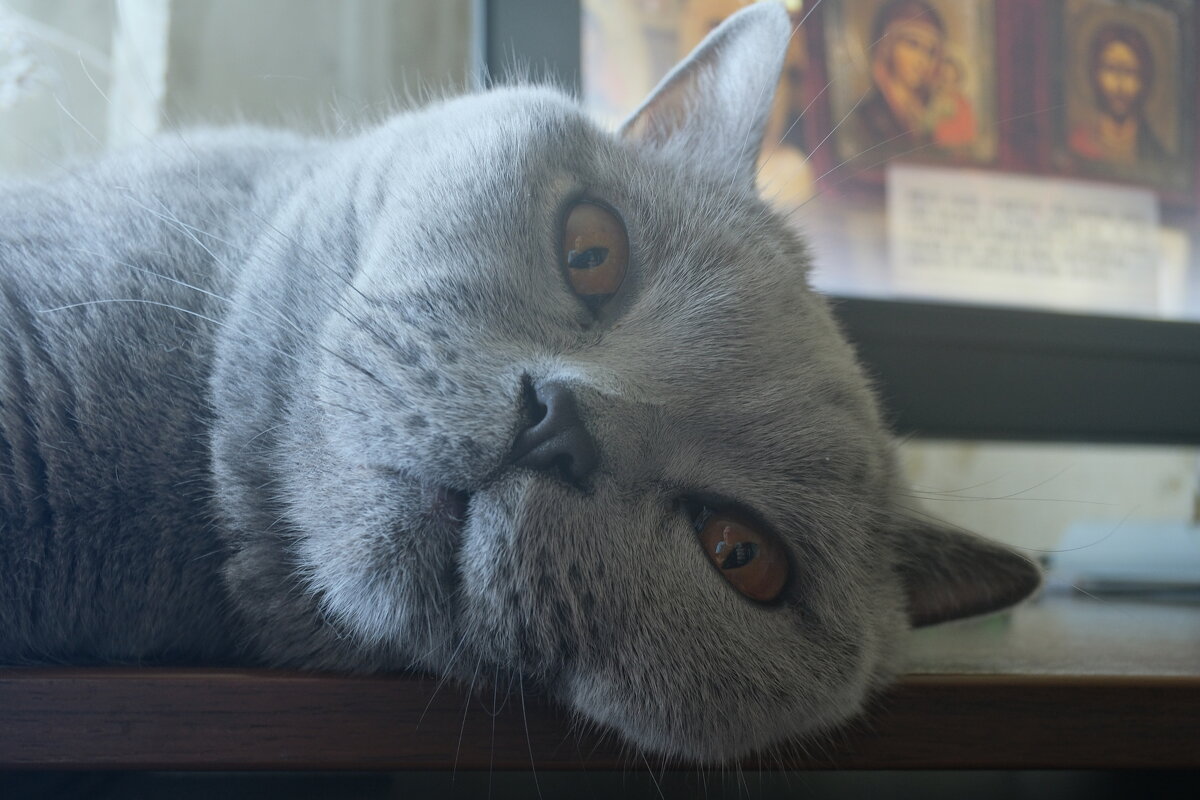 Кот Масик - Лютый Дровосек