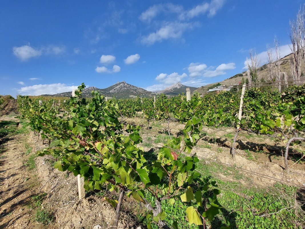 Виноградники в Курортном - ИРЭН@ .