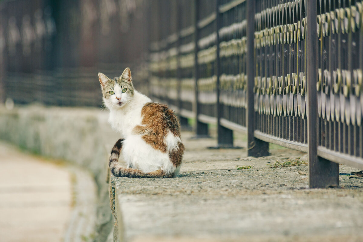 Крым. Гурзуф. Май 2025 - Вячеслав Владимирович Крым. Гурзуф. Май 2025 - Вячеслав Владимирович