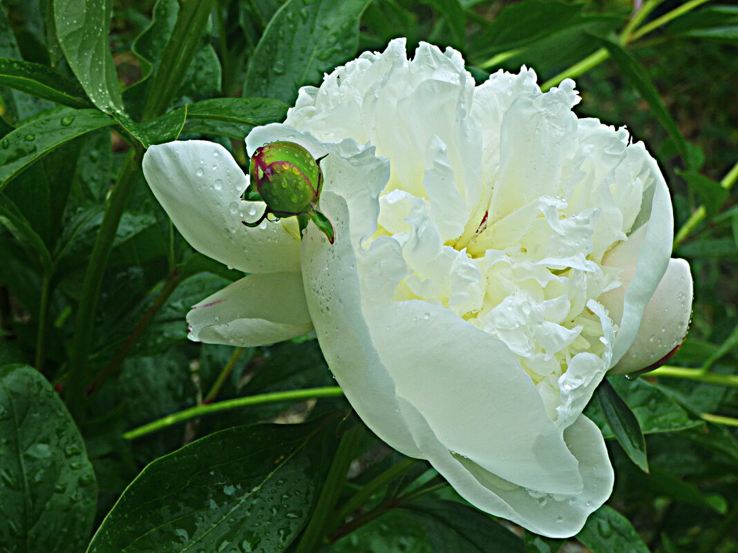 ПОСЛЕ ГРОЗЫ (2) - Елена Куприянова 