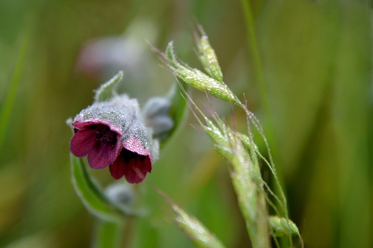 Чернокорень лекарственный - Надежда Куркина Чернокорень лекарственный - Надежда Куркина
