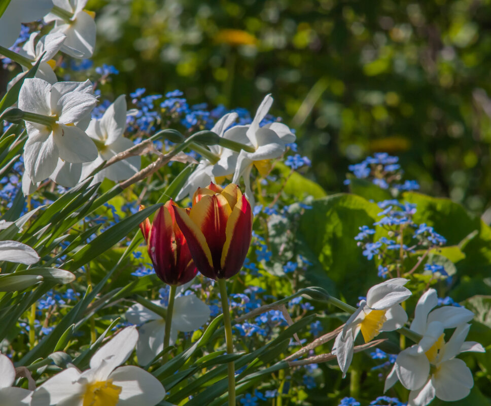 тюльпан - Анатолий Нецепляев