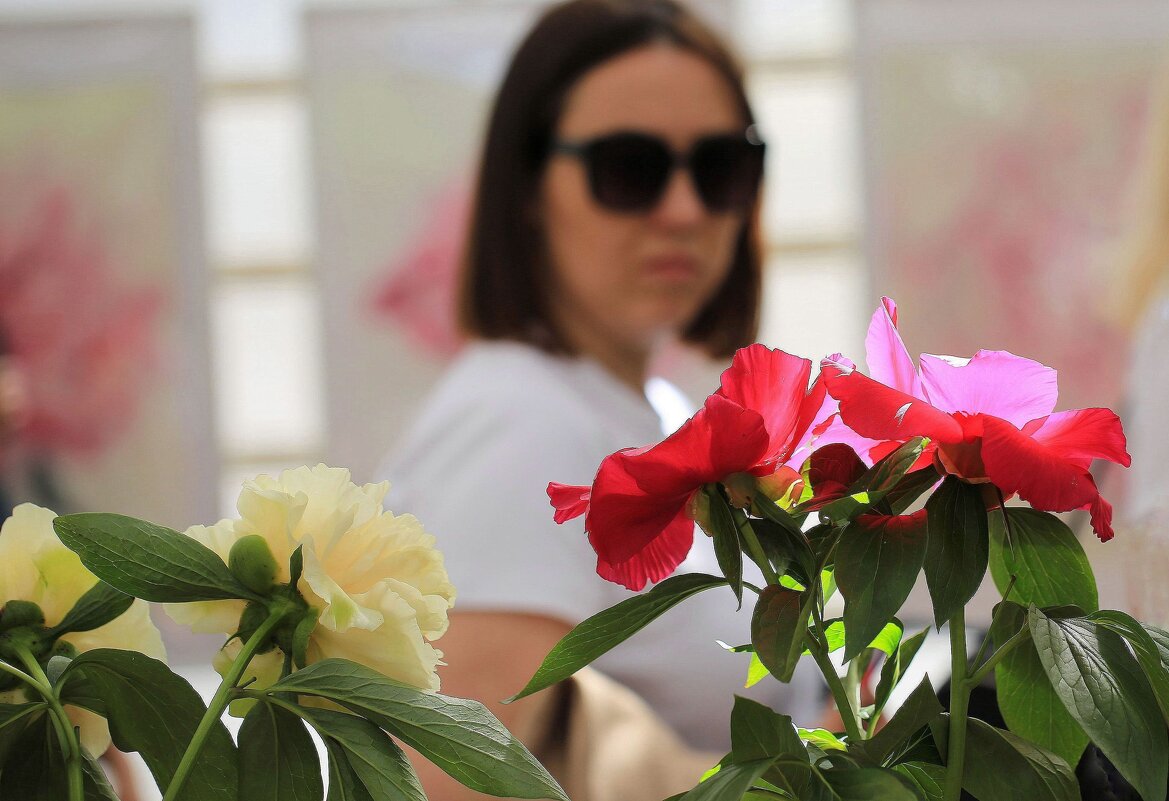 На выставке пионов - ZNatasha - На выставке пионов - ZNatasha -