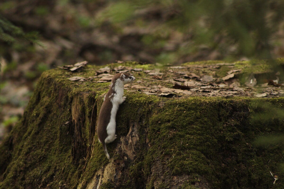 Ласка забралась на пень - Илья 