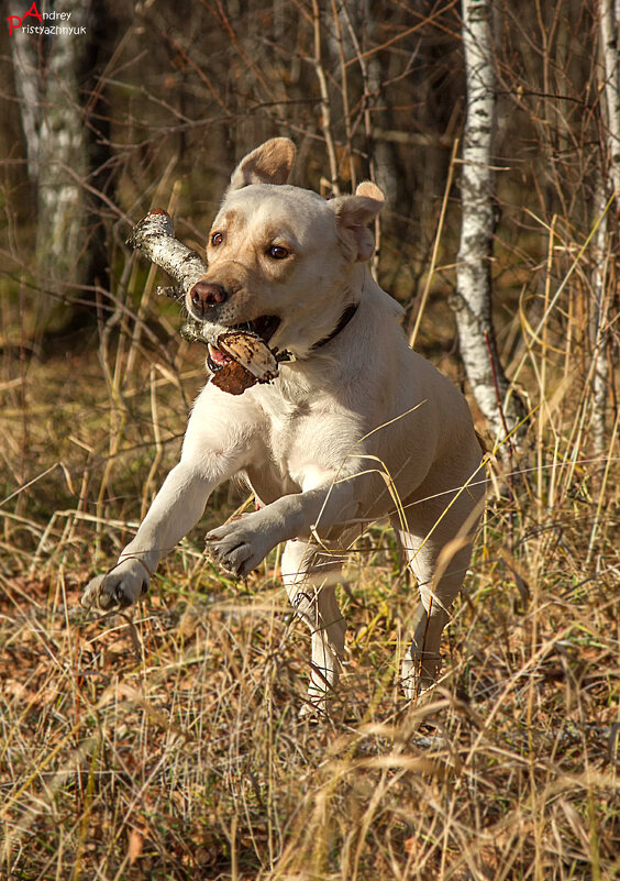 На прогулке... - Андрей Пристяжнюк