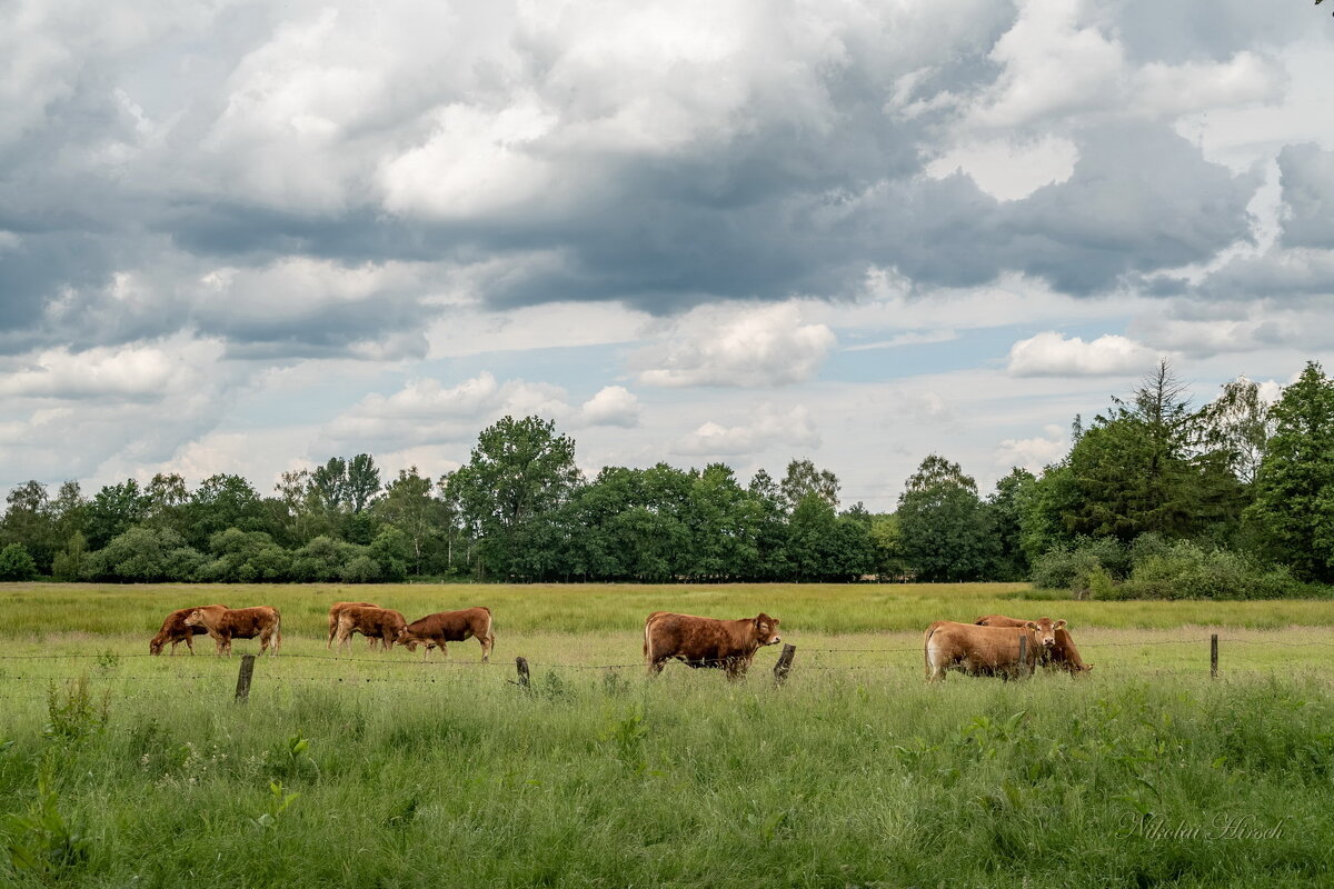 На лугу пасутся ко... - Николай Гирш На лугу пасутся ко... - Николай Гирш