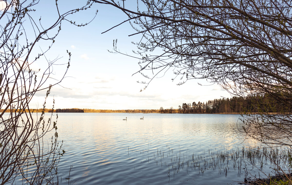 Лебединое озеро - Yuri Chudnovetz