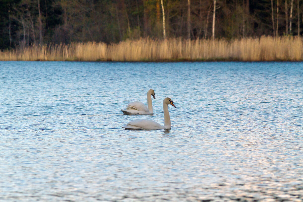 Вот так плывут по жизни, по воде два нежных, преданных творенья! - Yuri Chudnovetz