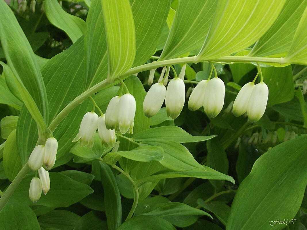 Купена - Freddy 97 Купена - Freddy 97