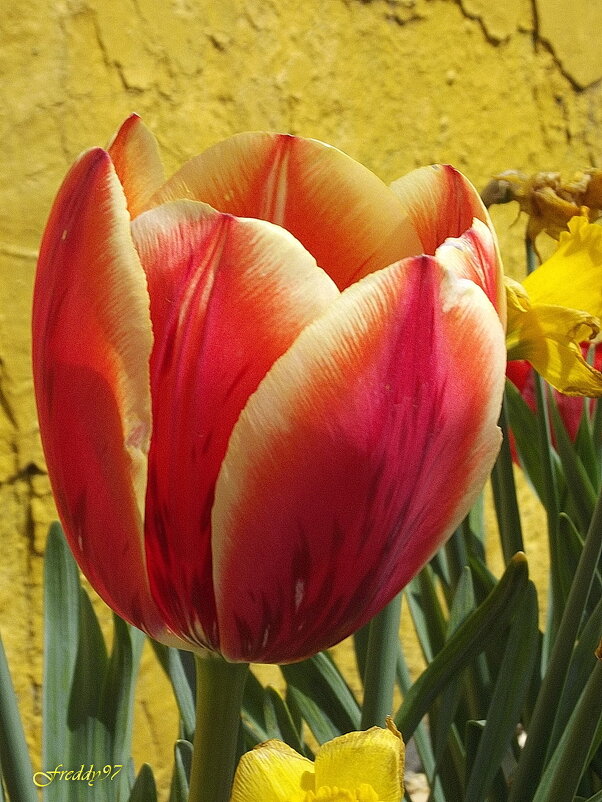 Тюльпан - Freddy 97 Тюльпан - Freddy 97