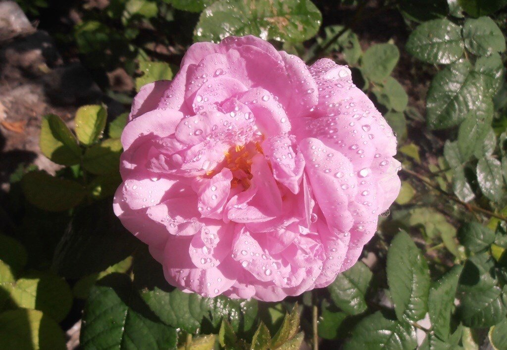 Солнечный дождик - Наталья Солнечный дождик - Наталья