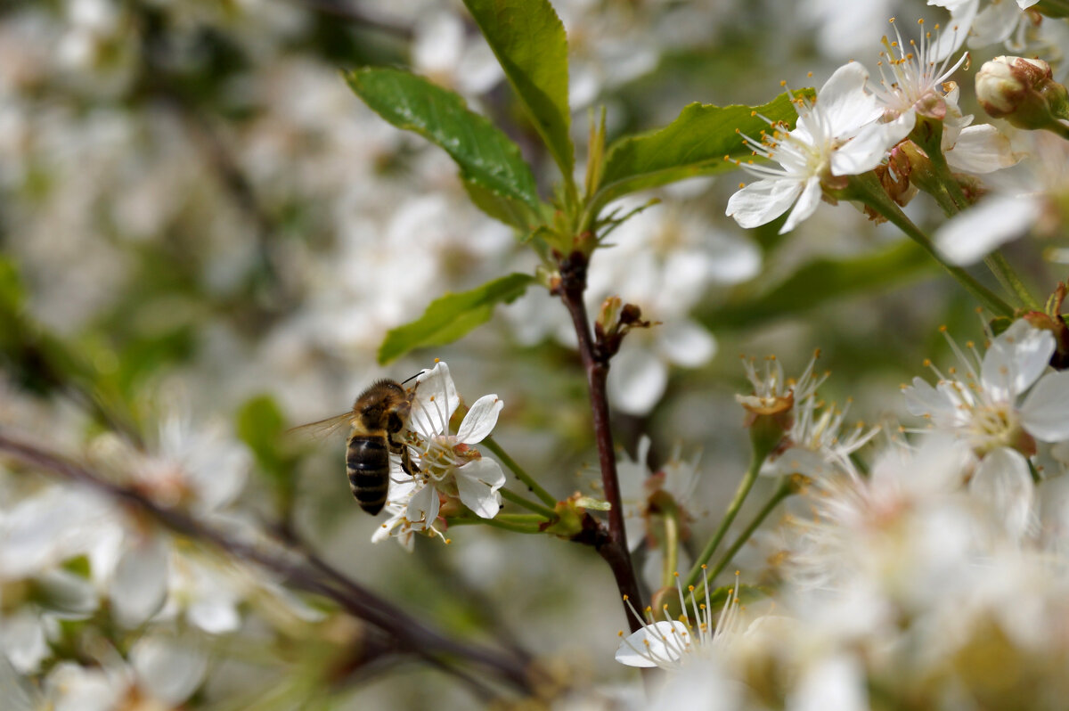 Вишня в цвету - Сергей Ц Вишня в цвету - Сергей Ц